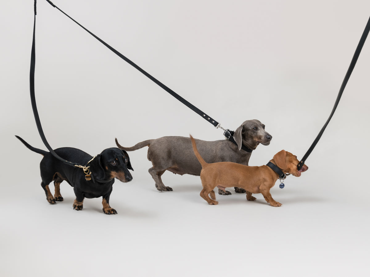 Three Dachshunds wearing House of Hades black leather collars and leads. The black and tan Dachshund wears the SPAR Tiger’s Eye pendant in brass on a House of Hades black leather collar with brass hardware, while a red puppy trots ahead wearing the SPAR Sodalite pendant in silver-coloured metal on a House of Hades black leather collar with silver-coloured hardware, cheekily biting its lead.