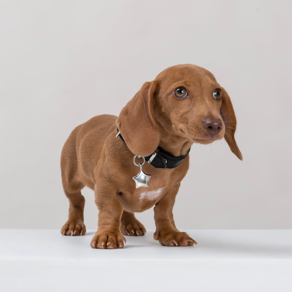 Red Dachshund puppy wearing the LYRE pendant in silver-coloured metal, hanging from a House of Hades black leather collar with silver-coloured hardware, standing sweetly on a white plinth against a pale grey background.