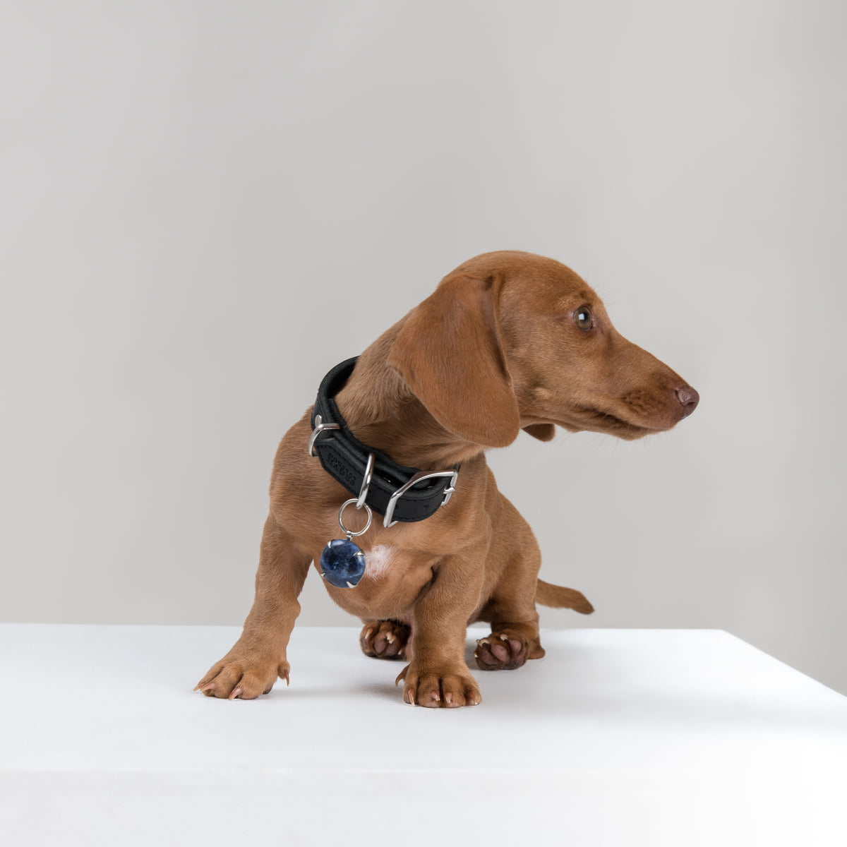 Red Dachshund puppy wearing the SPAR Sodalite pendant in silver-coloured metal, its deep blue stone hanging from a House of Hades black leather collar with silver-coloured hardware, sitting on a white plinth and looking curiously to the side against a pale grey background.