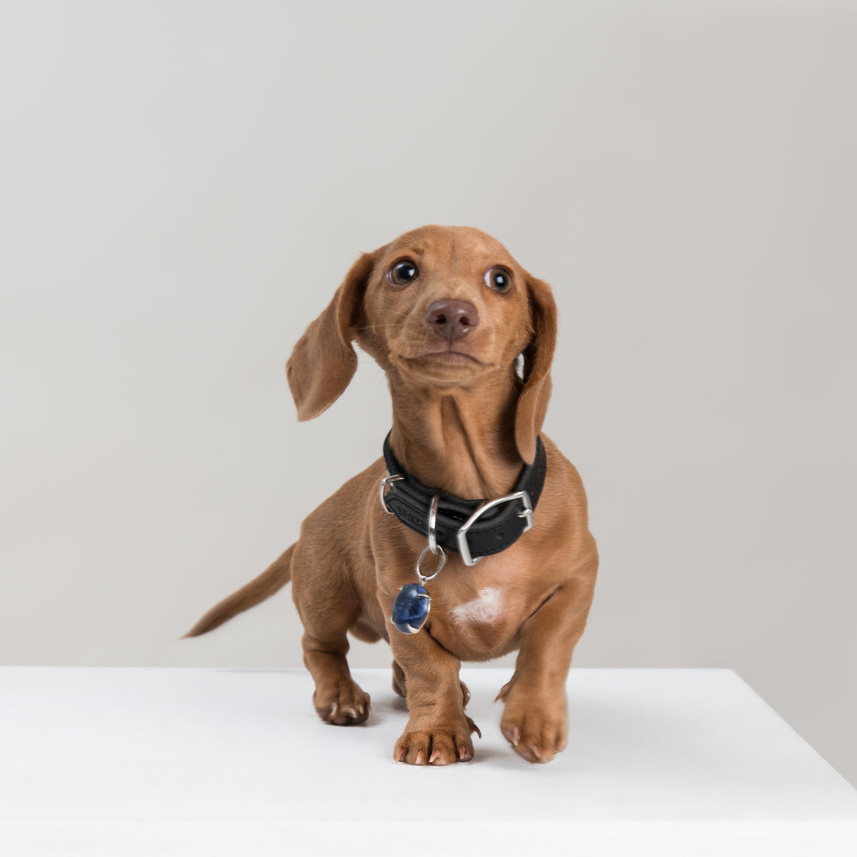 Red Dachshund puppy wearing the SPAR Sodalite pendant in silver-coloured metal, its deep blue stone hanging from a House of Hades black leather collar with silver-coloured hardware, stepping forward on a white plinth against a pale grey background.