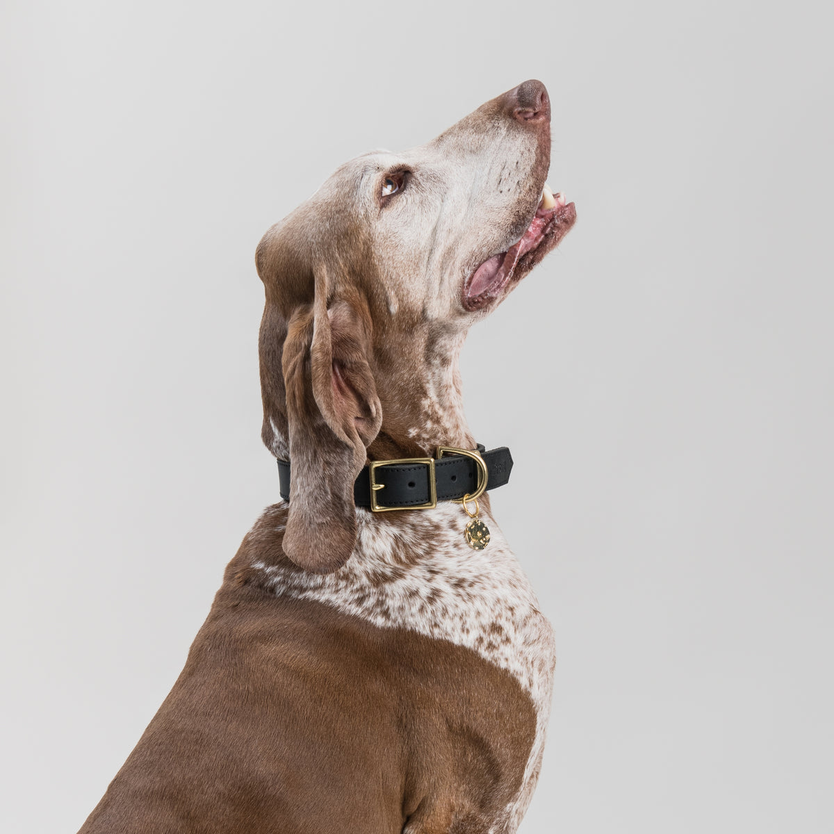 Brunette Bracco Italiano wearing the BOLIDE pendant in brass, hanging from a House of Hades black leather collar with brass hardware, sitting tall and gazing upwards against a pale grey background.