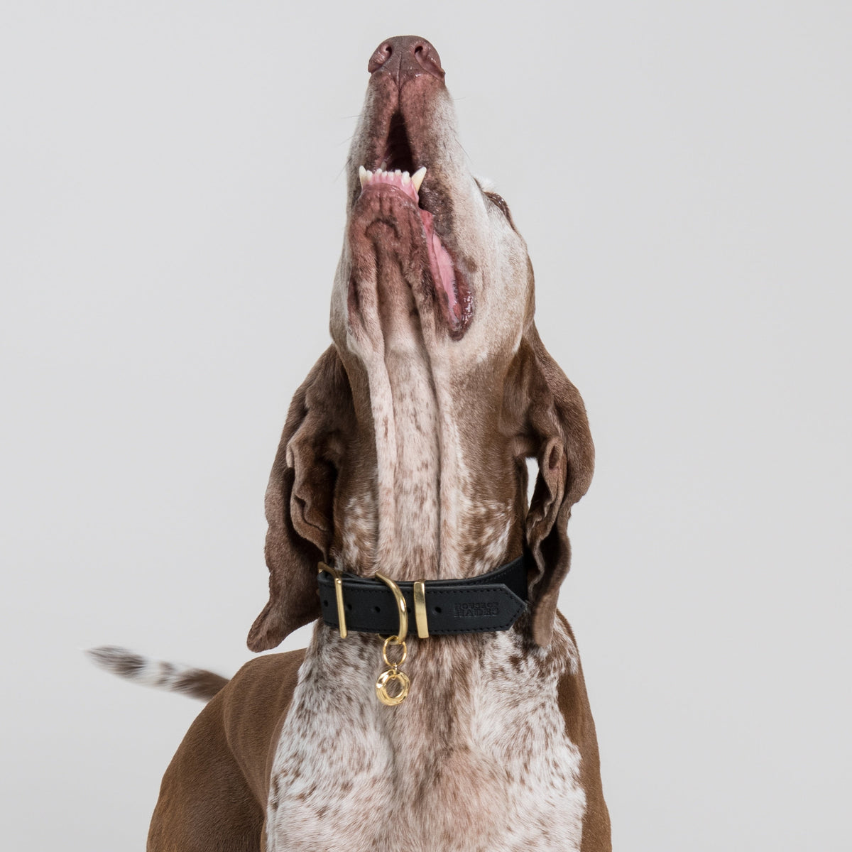 Brunette Bracco Italiano wearing the DROMI pendant in brass, hanging from a House of Hades black leather collar with brass hardware, sitting with its head dramatically raised towards the sky against a pale grey background.