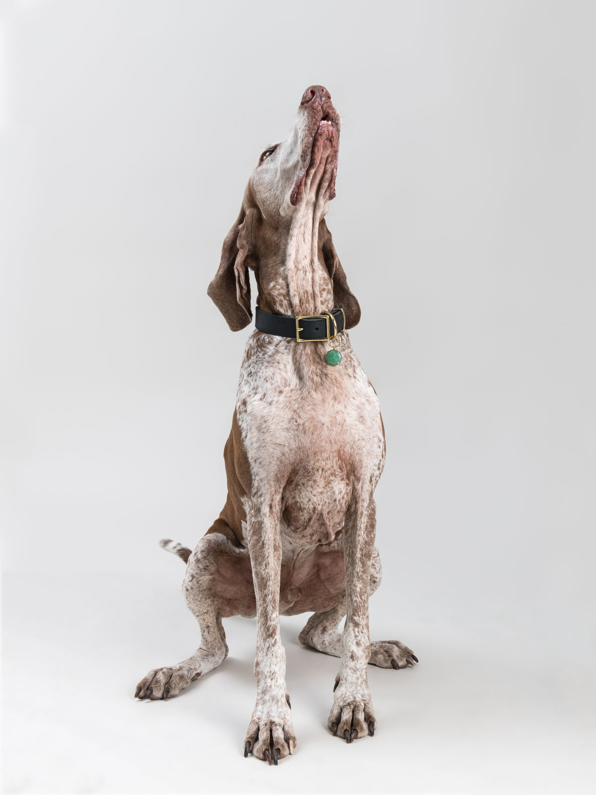 Brunette Bracco Italiano wearing the SPAR Aventurine pendant in brass, its polished green stone hanging from a House of Hades black leather collar with brass hardware, sitting proudly with its head raised against a pale grey background.