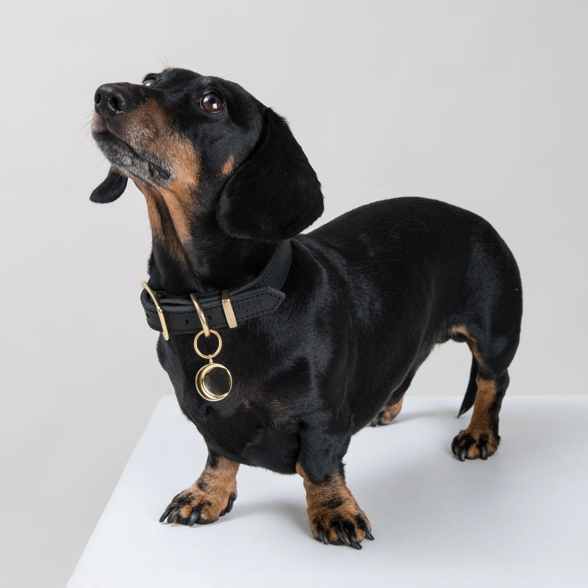 Black and tan Dachshund wearing the CALIGO pendant in brass, hanging from a House of Hades black leather collar with brass hardware, standing proudly on a white plinth and gazing upwards against a pale grey background.