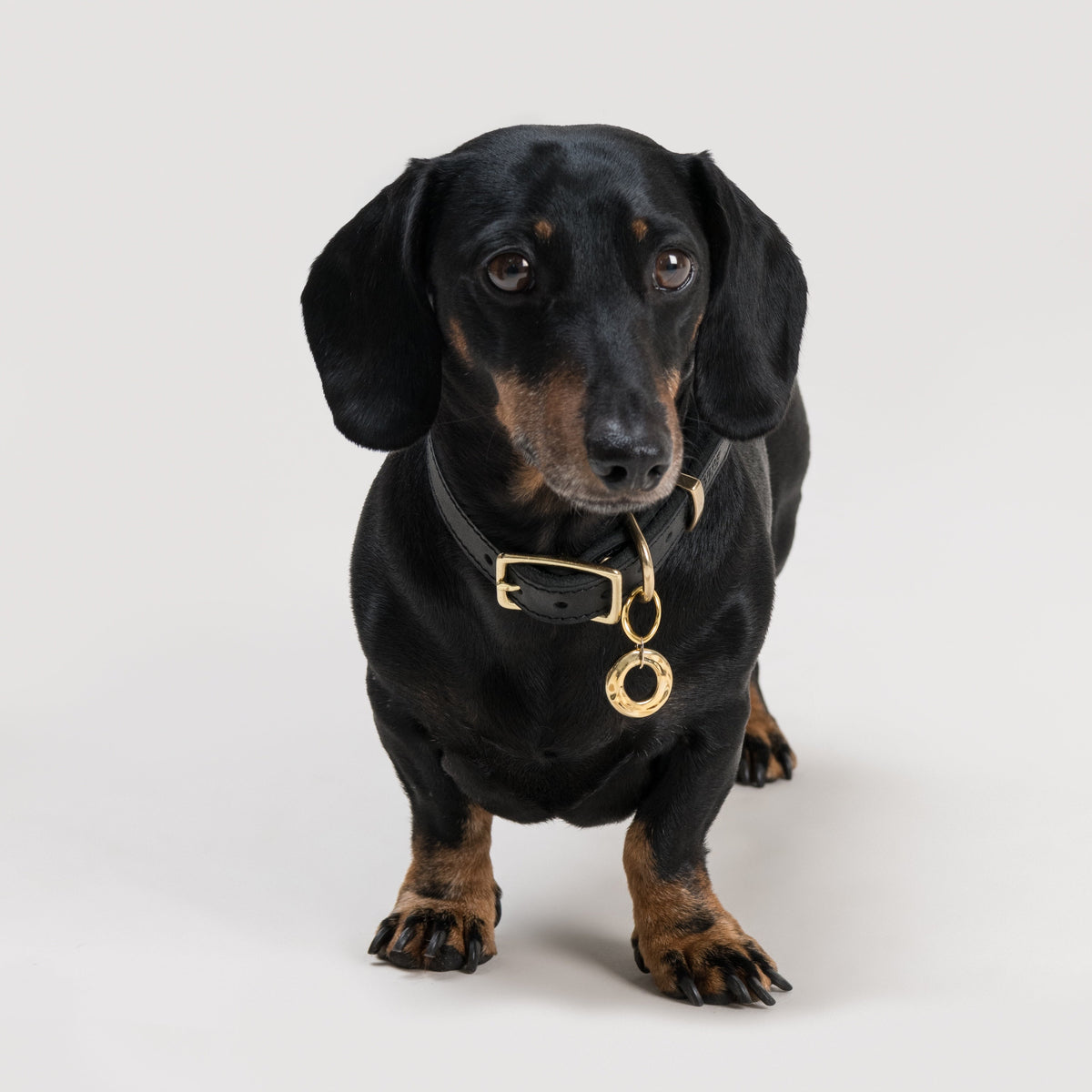 Black and tan Dachshund wearing the DROMI pendant in brass, hanging from a House of Hades black leather collar with brass hardware, standing and looking towards the camera against a pale grey background.