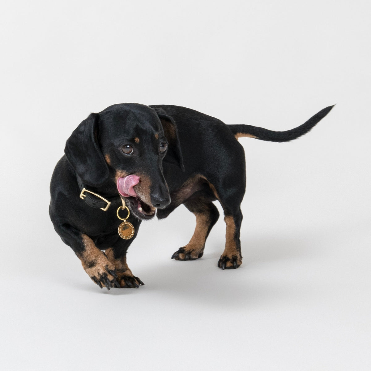 Black and tan Dachshund wearing the HORO pendant in brass, hanging from a House of Hades black leather collar with brass hardware, caught mid-step with its tongue playfully curled around its nose against a pale grey background.