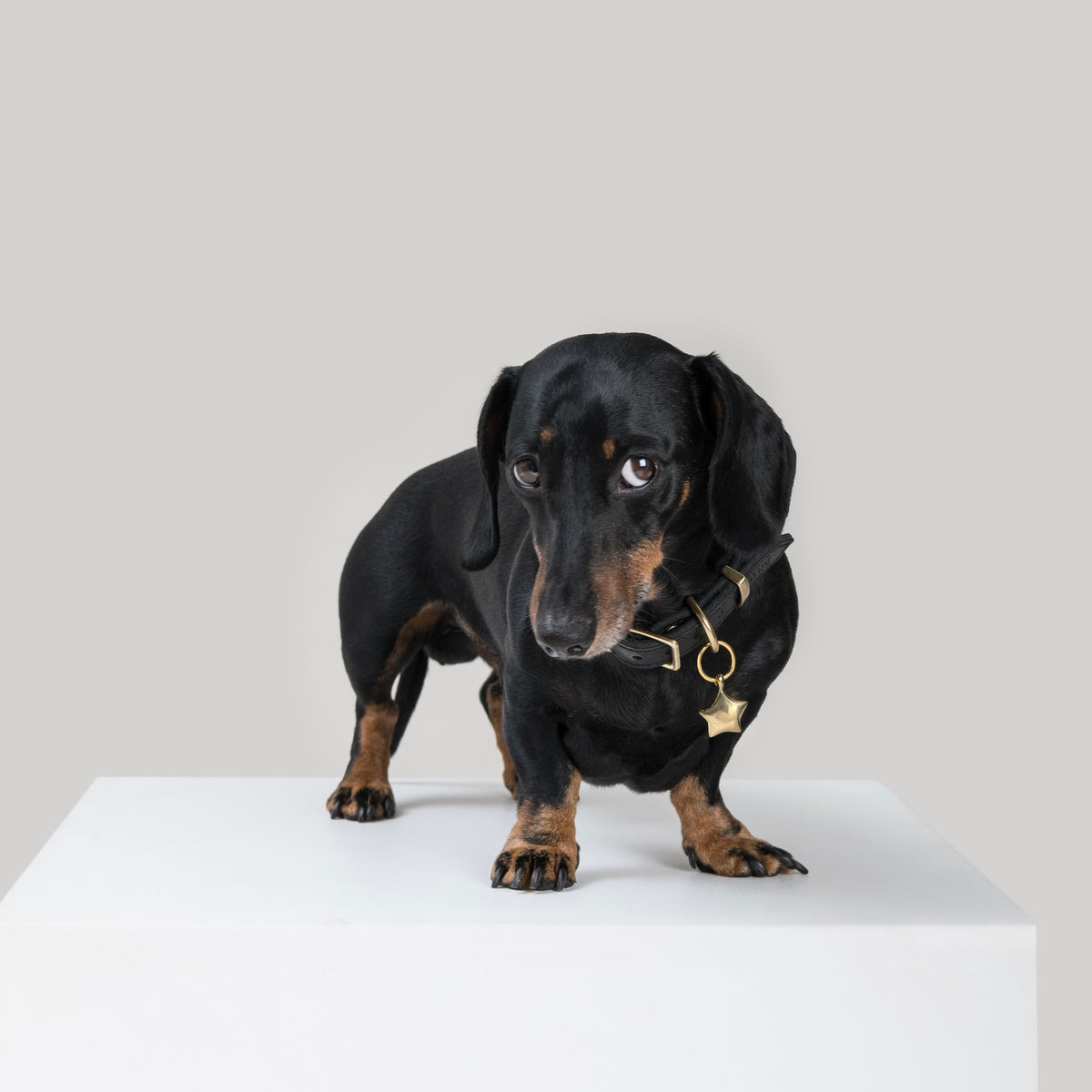 Black and tan Dachshund wearing the LYRE pendant in brass, hanging from a House of Hades black leather collar with brass hardware, standing on a white plinth and looking up towards the camera against a pale grey background.