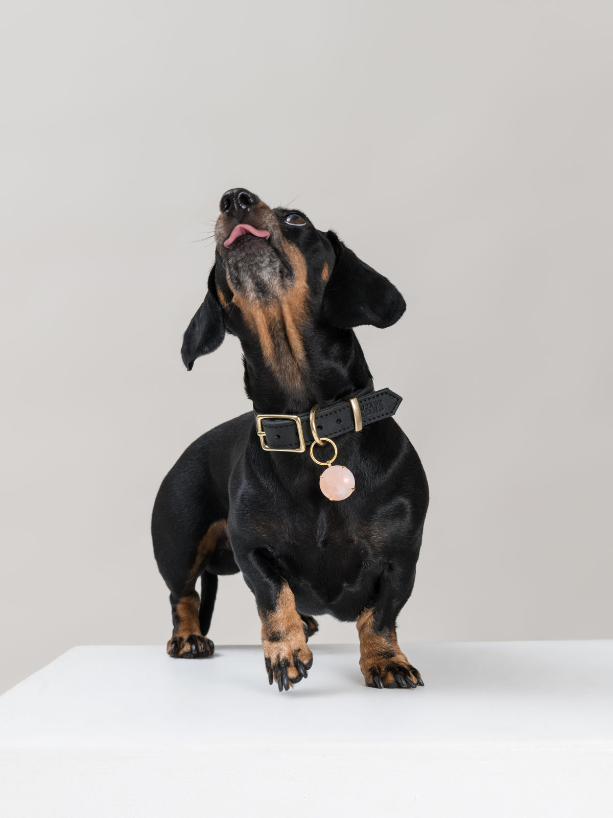 Black and tan Dachshund wearing the SPAR Rose Quartz pendant in brass, its soft pink stone hanging from a House of Hades black leather collar with brass hardware, standing on a white plinth with one paw raised and tongue playfully curled towards its nose.