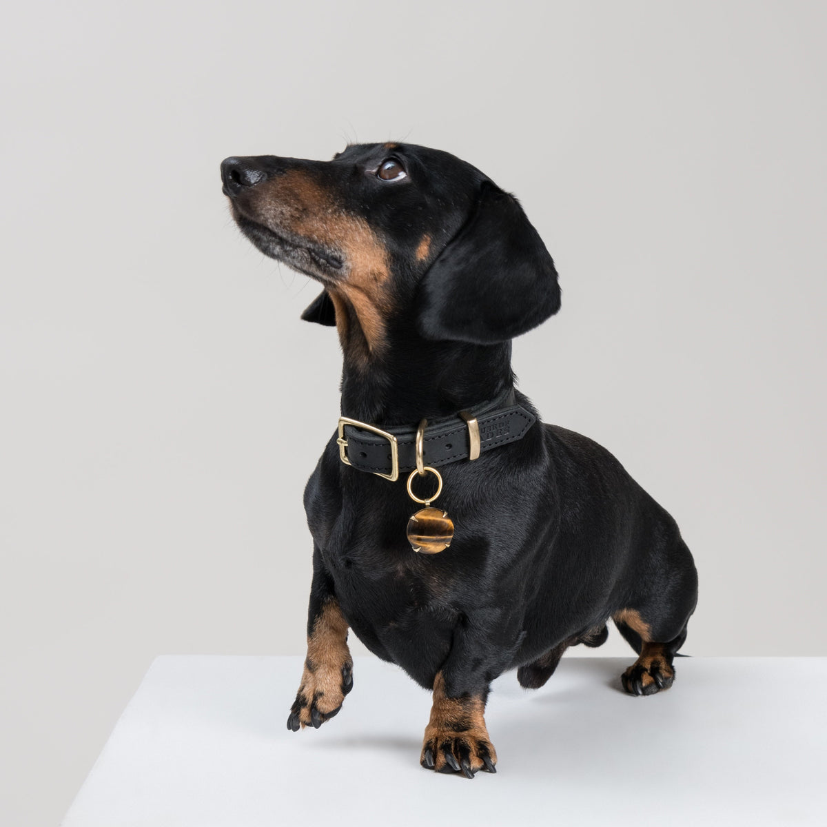 Black and tan Dachshund wearing the SPAR Tiger’s Eye pendant in brass, its polished golden-brown stone hanging from a House of Hades black leather collar with brass hardware, standing proudly on a white plinth and looking upwards.