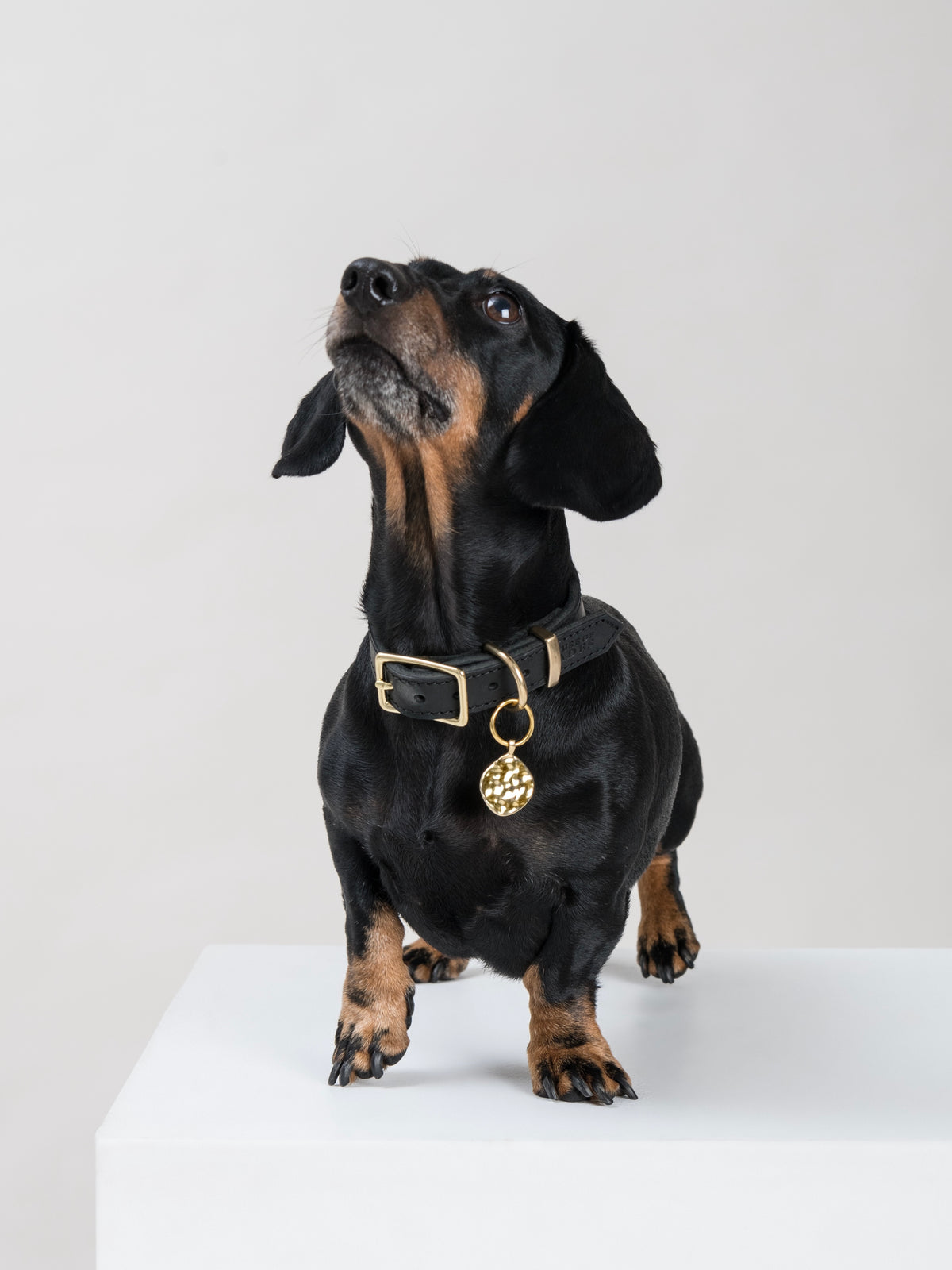 Black and tan Dachshund wearing the VEA pendant in brass, hanging from a House of Hades black leather collar with brass hardware, standing proudly on a white plinth and gazing upwards against a pale grey background.