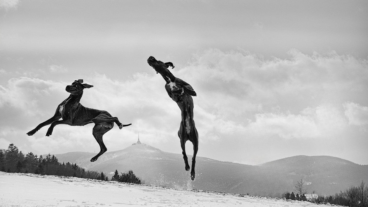 Two Great Danes leap about on a snow-covered landscape, almost defying gravity. One dog’s legs seem to fly in every direction, ears blowing in the wind. The other is almost vertical, its nose reaching towards the pale sky.
