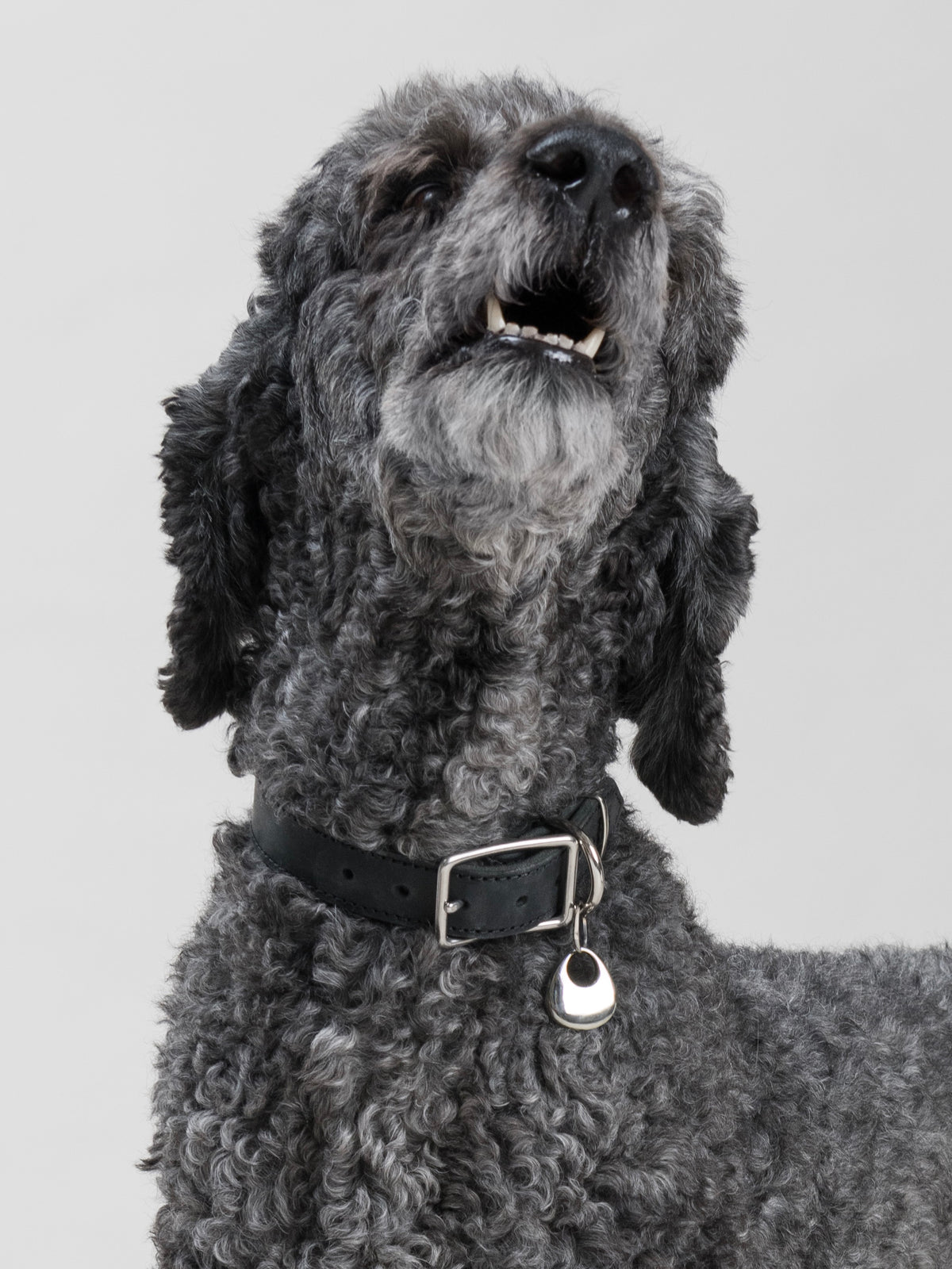 Large dark grey poodle wearing the ARGO pendant in silver-coloured metal, hanging from a House of Hades black leather collar with silver-coloured hardware, gazing upwards with its mouth slightly open against a pale grey background.
