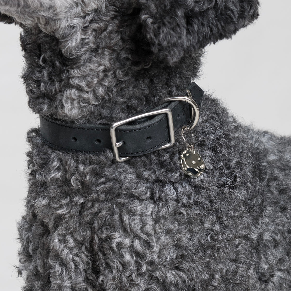The BOLIDE pendant in silver colour seen up-close on a dark grey poodles curly fur, hanging from a House of Hades black leather colour with silver colour hardware. 