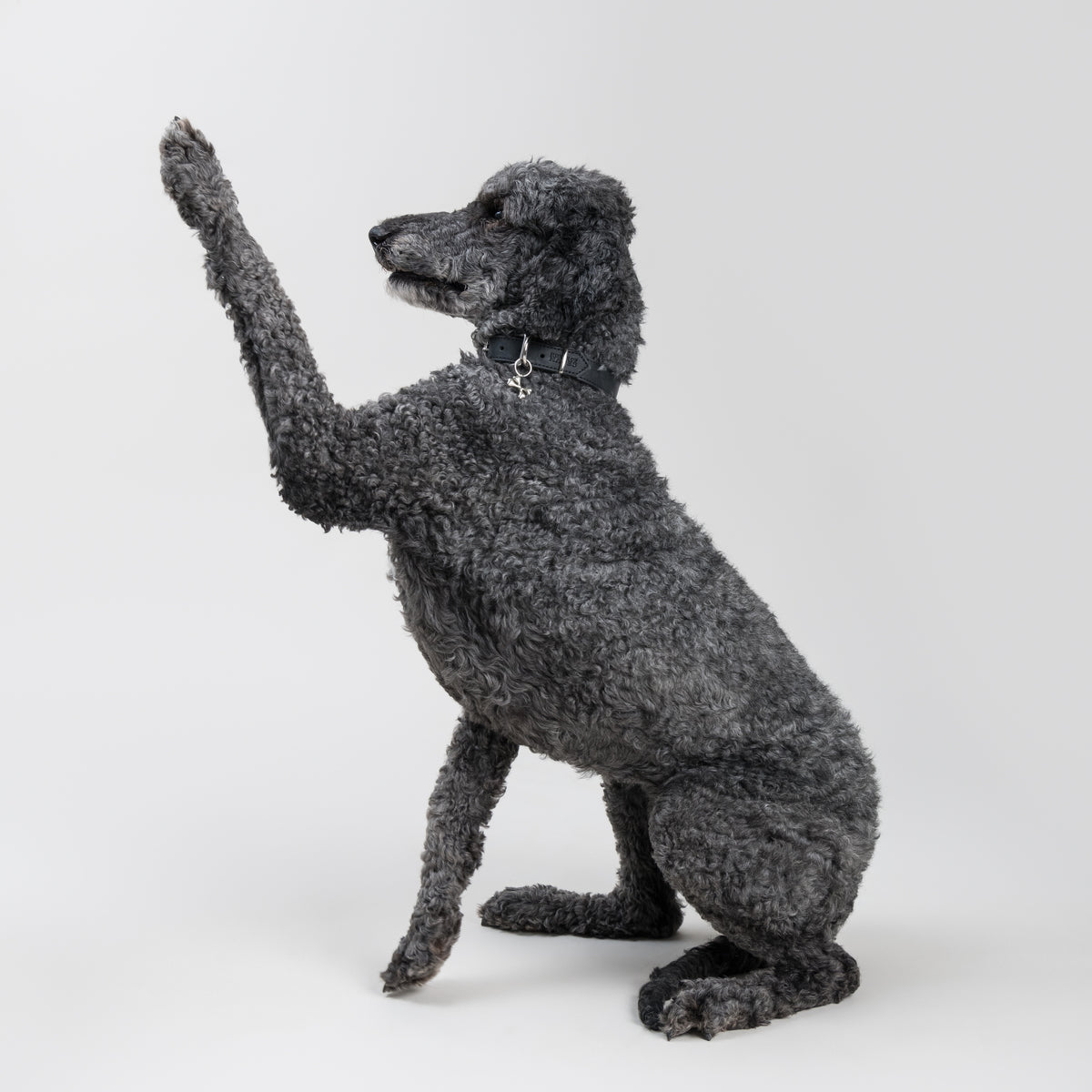 Large dark grey poodle wearing the BONES pendant in silver-coloured metal, hanging from a House of Hades black leather collar with silver-coloured hardware, sitting upright with one paw raised against a pale grey background.