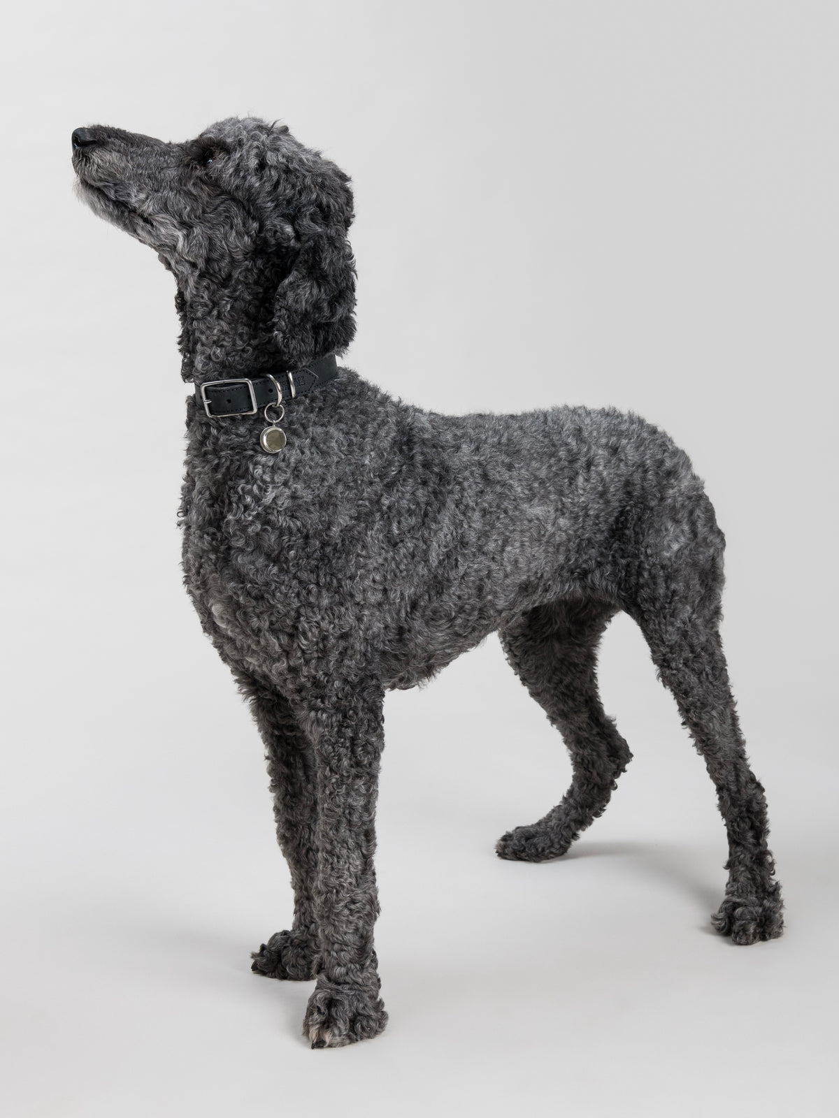 Large dark grey poodle wearing the CALIGO pendant in silver-coloured metal, hanging from a House of Hades black leather collar with silver-coloured hardware, standing tall and gazing upwards against a pale grey background.