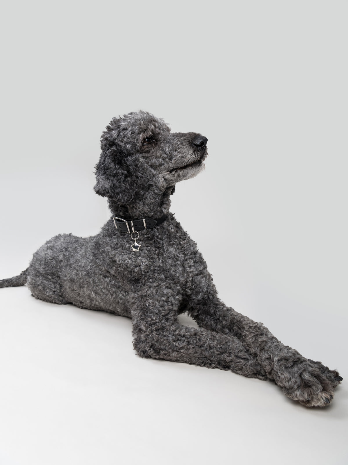 Large dark grey poodle wearing the LYRE pendant in silver-coloured metal, hanging from a House of Hades black leather collar with silver-coloured hardware, lying elegantly with its front legs crossed and gazing upwards against a pale grey background.