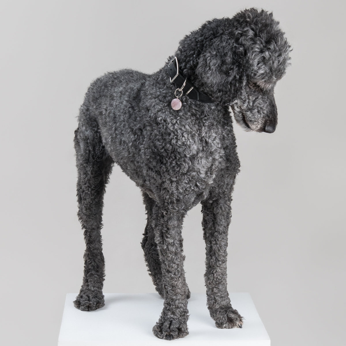 Dark grey poodle wearing the SPAR Rose Quartz pendant in silver-colour metal, its soft pink stone hanging from a House of Hades black leather collar with silver-coloured hardware, standing on a white plinth and looking down against a pale grey background.
