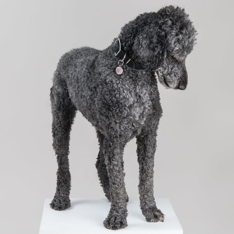 Dark grey poodle wearing the SPAR Rose Quartz pendant in silver-colour metal, its soft pink stone hanging from a House of Hades black leather collar with silver-coloured hardware, standing on a white plinth and looking down against a pale grey background.