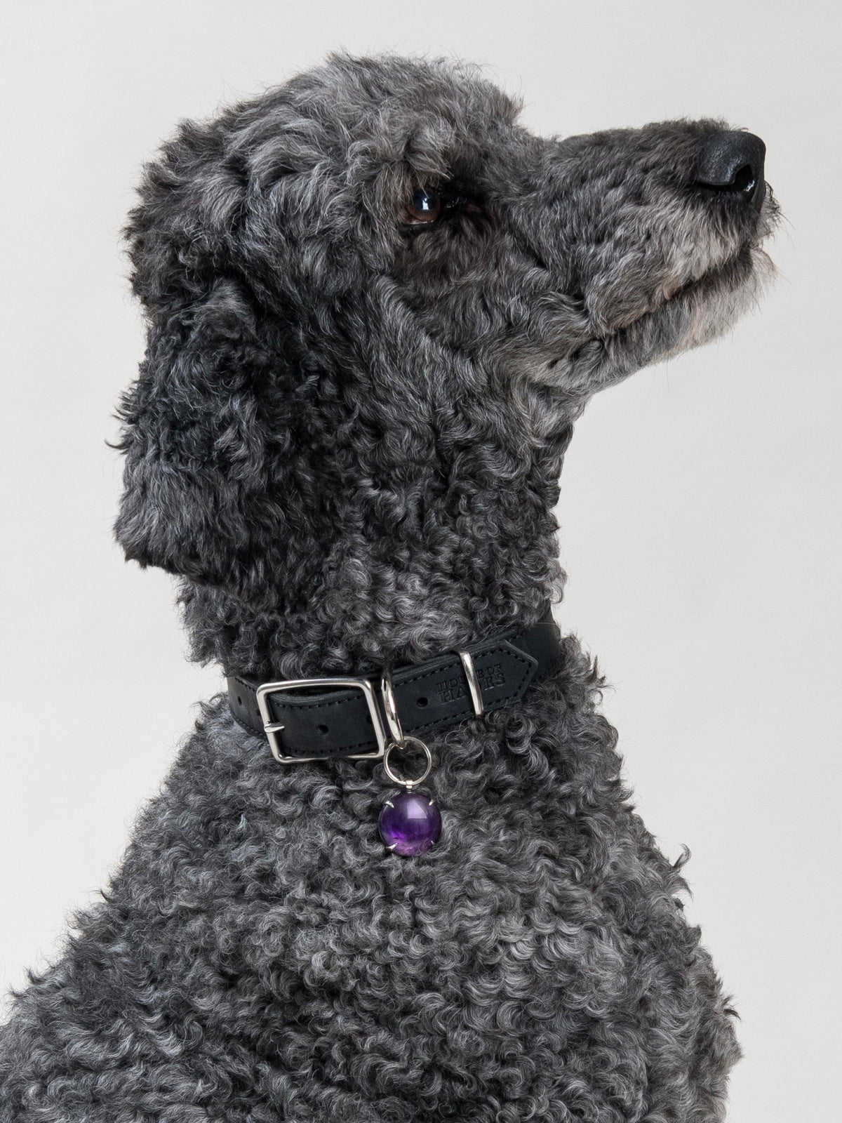 Dark grey poodle wearing the SPAR Amethyst pendant in silver-coloured metal, its polished purple stone hanging from a House of Hades black leather collar with silver-coloured hardware, as the dog gazes upwards against a pale grey background.