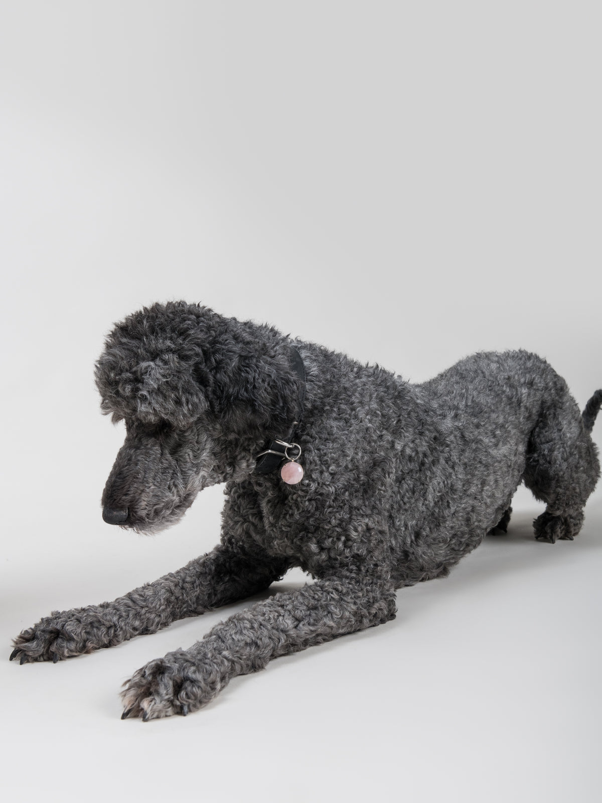Dark grey poodle wearing the SPAR Rose Quartz pendant in silver-coloured metal, its soft pink stone hanging from a House of Hades black leather collar with silver-coloured hardware, stretching forward playfully against a pale grey background.