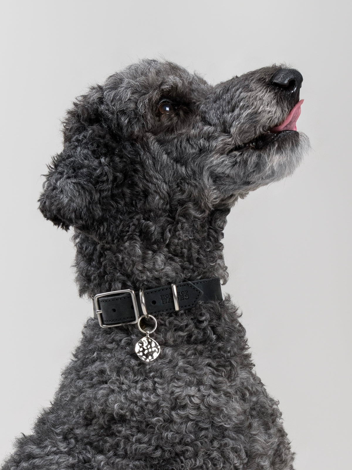 Large dark grey poodle wearing the VEA pendant in silver-coloured metal, hanging from a House of Hades black leather collar with silver-coloured hardware, sitting with its head raised and tongue playfully peeking out against a pale grey background.