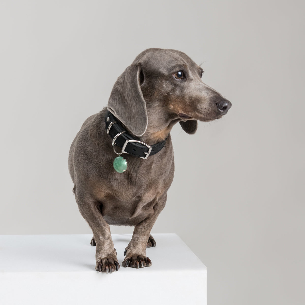 Grey Dachshund wearing the SPAR Aventurine pendant in silver-coloured metal, its polished green stone hanging from a House of Hades black leather collar with silver-coloured hardware, standing on a white plinth against a pale grey background.