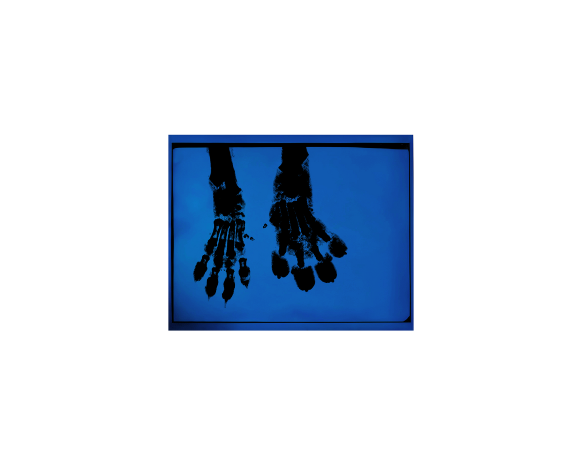 Two dog paw prints appear almost X-rayed in black against an electric blue background, revealing the shapes of the bones within.