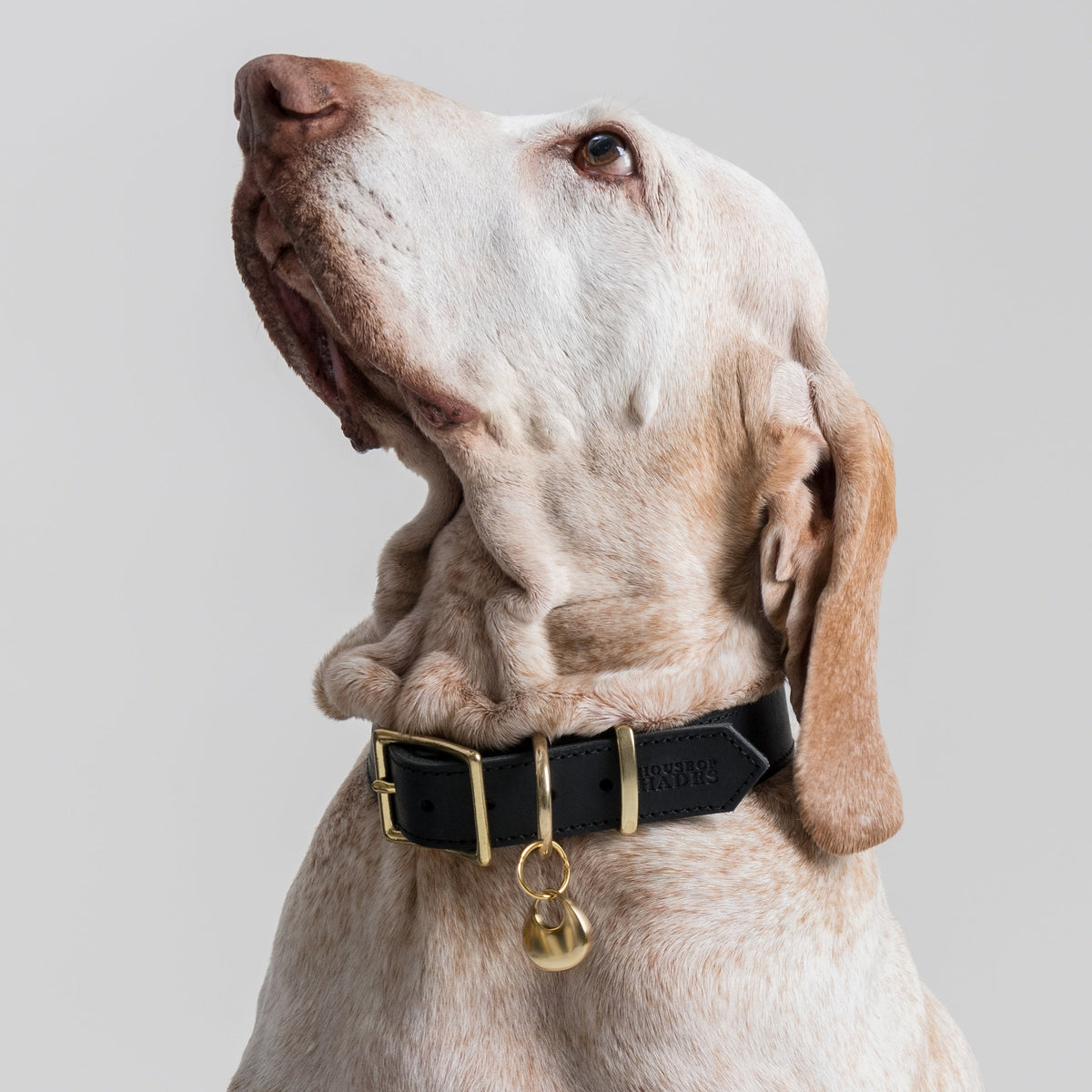 Large blonde Bracco Italiano wearing the ARGO pendant in brass, hanging from a House of Hades black leather collar with brass hardware, sitting tall and gazing upwards against a pale grey background.