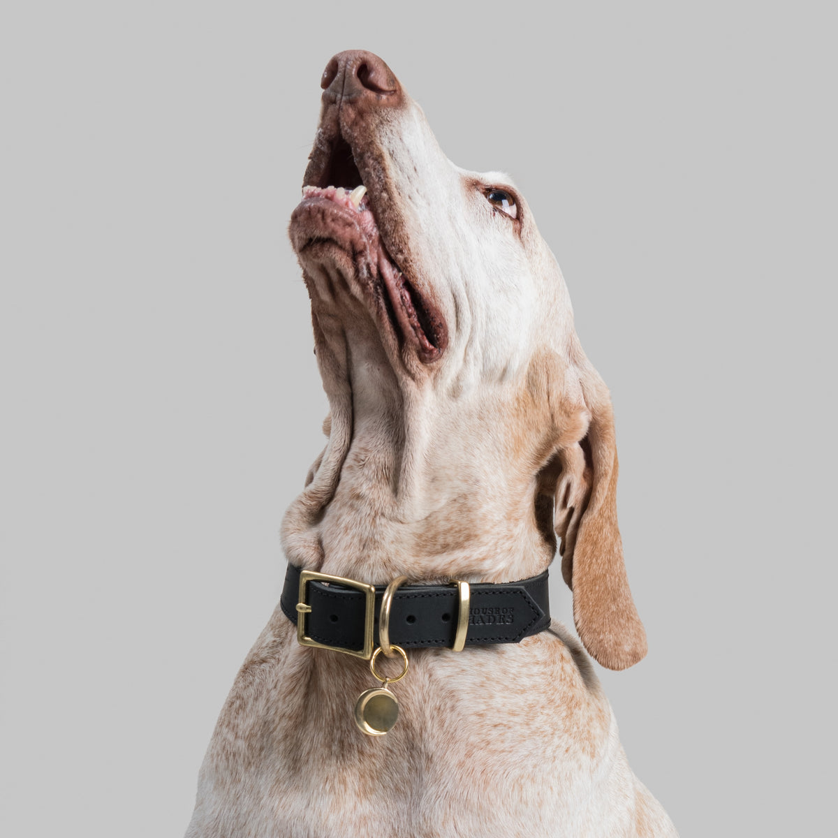 Blonde Bracco Italiano wearing the CALIGO pendant in brass, hanging from a House of Hades black leather collar with brass hardware, gazing upwards against a pale grey background.