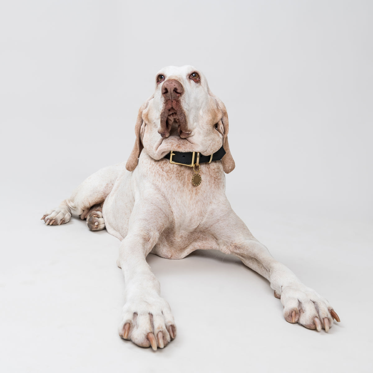 Blonde Bracco Italiano wearing the HORO pendant in brass, hanging from a House of Hades black leather collar with brass hardware, lying with its front legs outstretched and gazing upwards against a pale grey background.