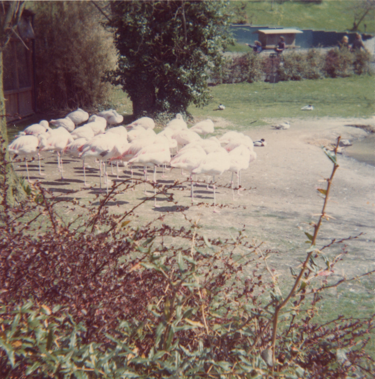 A faded, sun-washed photograph of a flock of pale pink flamingos gathered closely together, many with their heads tucked into their feathers.