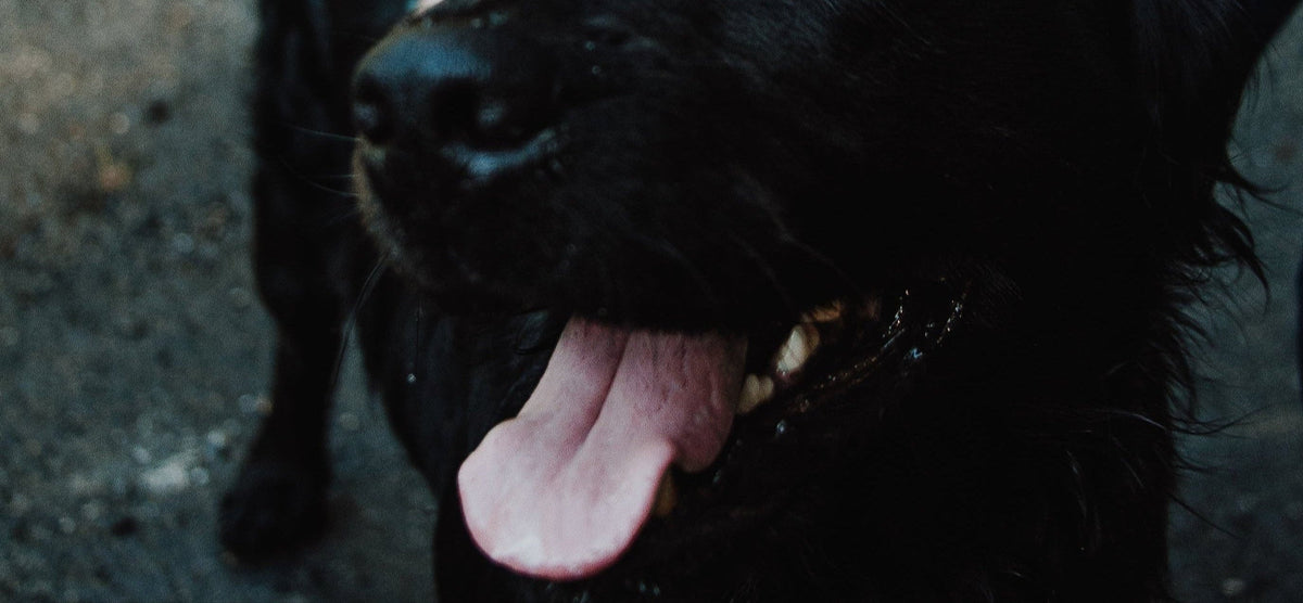 Focused on the muzzle of a black dog, set against a street almost dusky blue-black in colour. Monochrome except for the soft pink of its tongue dangling happily.
