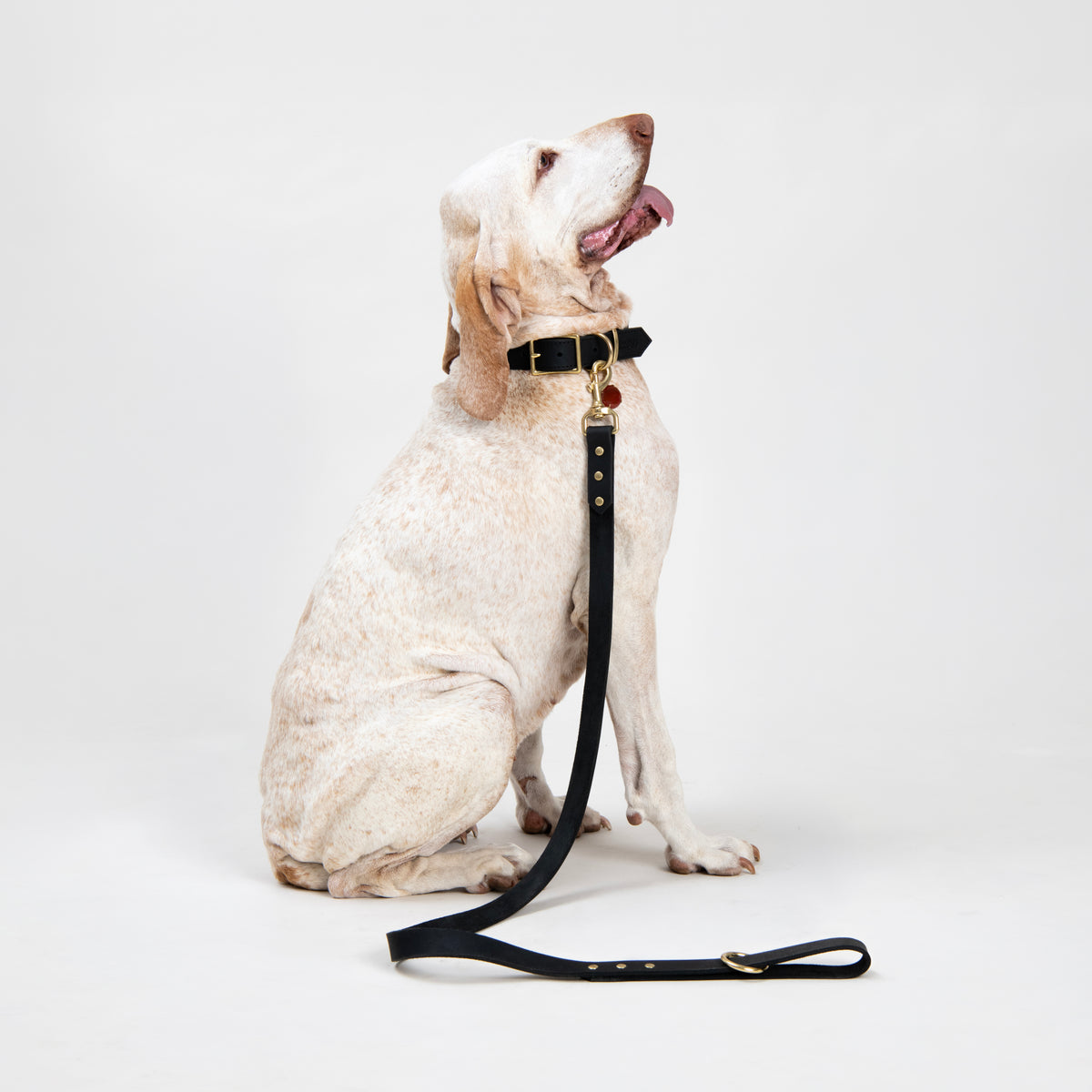 Blonde Bracco Italiano sitting against a white studio background, looking upwards with her tongue out. She wears a House of Hades black leather collar with brass hardware and a matching lead draped down to the floor.