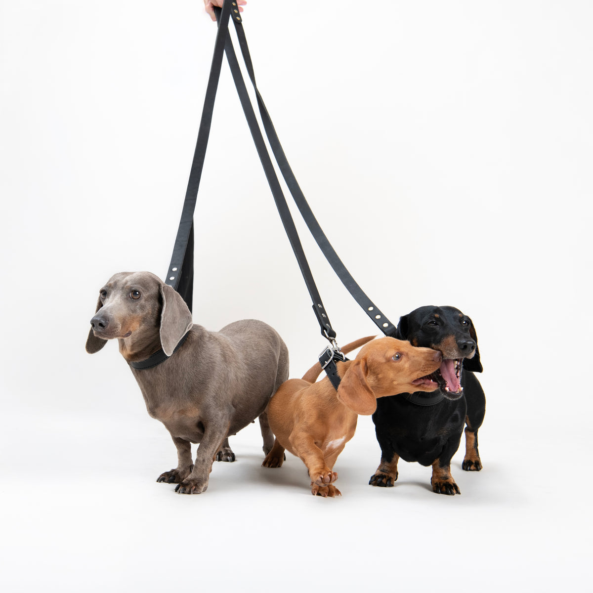 Three Dachshunds, one female grey, one red puppy and one male black and tan, standing together against a white studio background. All wear House of Hades black leather collars with matching leads held from above. The grey dachshund is behaving splendidly, while the puppy goes to nip the black and tan who opens his mouth as if in a scream!