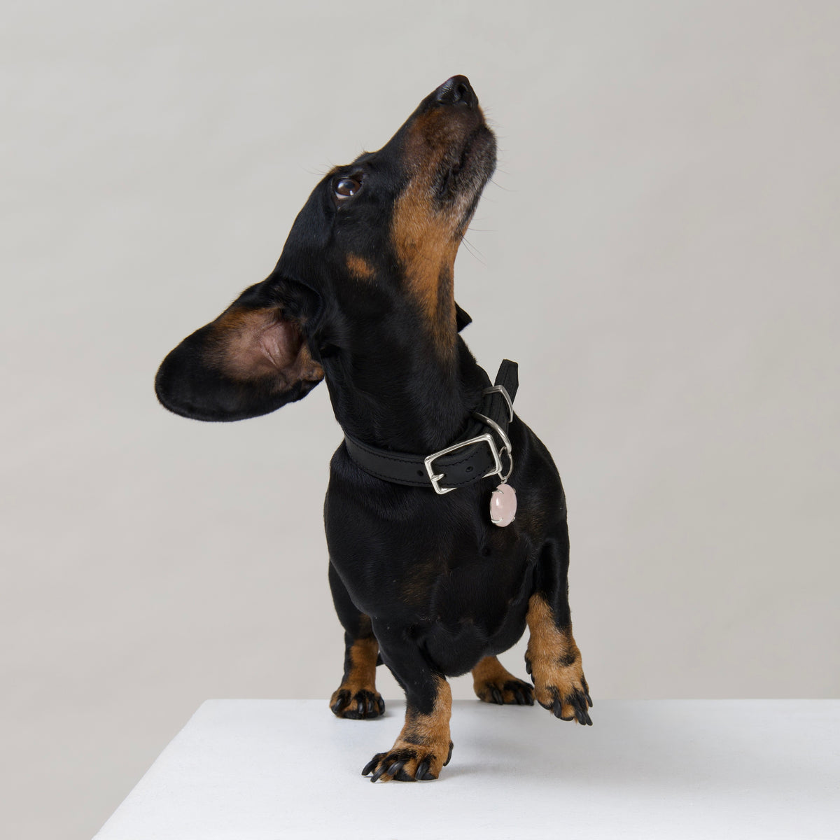 Black and tan Dachshund with a salt and pepper beard looking upwards, wearing a House of Hades Cowhide black leather collar with silver-coloured hardware and a Spar pendant with a Rose Quartz gemstone.
