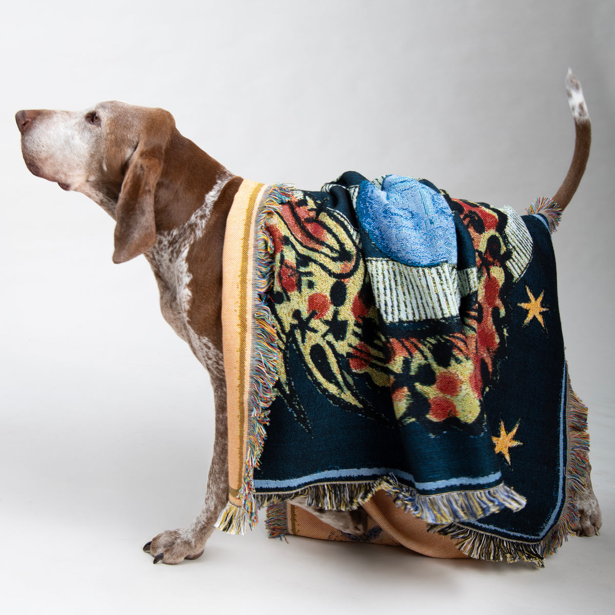 A brunette Bracco Italiano standing in profile against a white studio background, draped in the House of Hades Liminal Creatures cotton jacquard throw. The deep midnight-blue fabric falls in generous folds over the dog's back, revealing a mysterious blue woven face, winding ivory serpents, rich red and golden botanical motifs, and scattered golden stars. Soft multicoloured fringes frame the blanket, while the dog's spotted tail curves upwards behind it.