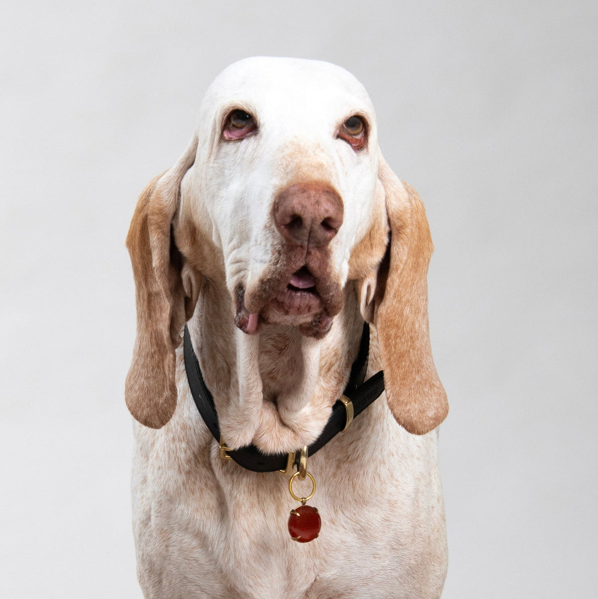 A blonde Bracco Italiano looks, open mouthed, at the camera wearing the Spar pendant in brass metal set with a Red Agate gemstone. The pendant hangs on a black leather collar with brass hardware. 