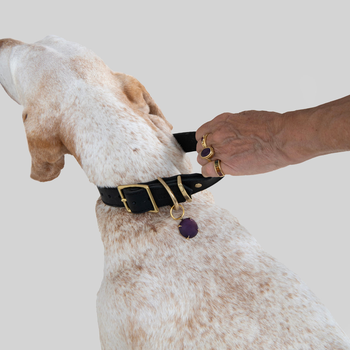 Close-up of a blonde Bracco Italiano being gently held back by its black leather collar, wearing the House of Hades Spar pendant with purple Amethyst in brass. The collar has a rectangular brass buckle and matching brass hardware, against a pale grey studio background.
