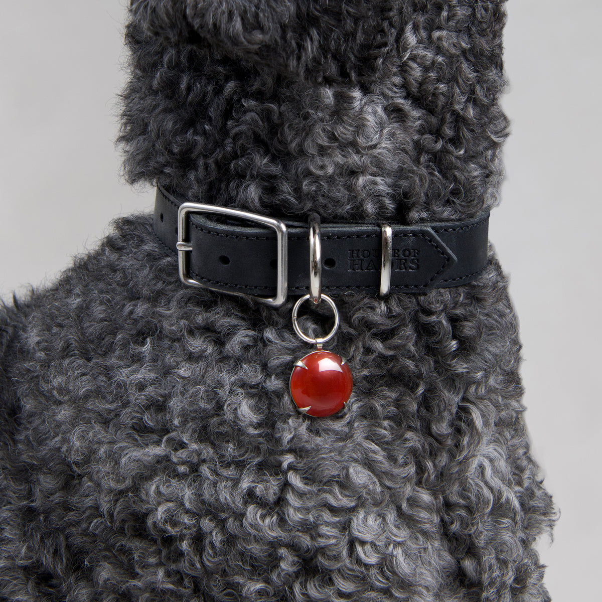 Close up of a dark grey poodle wearing the Spar silver metal pendant with a Red Agate gemstone on a House of Hades black leather collar with silver coloured hard wear. Near the pointed tip of the collar is the House of Hades stamp.