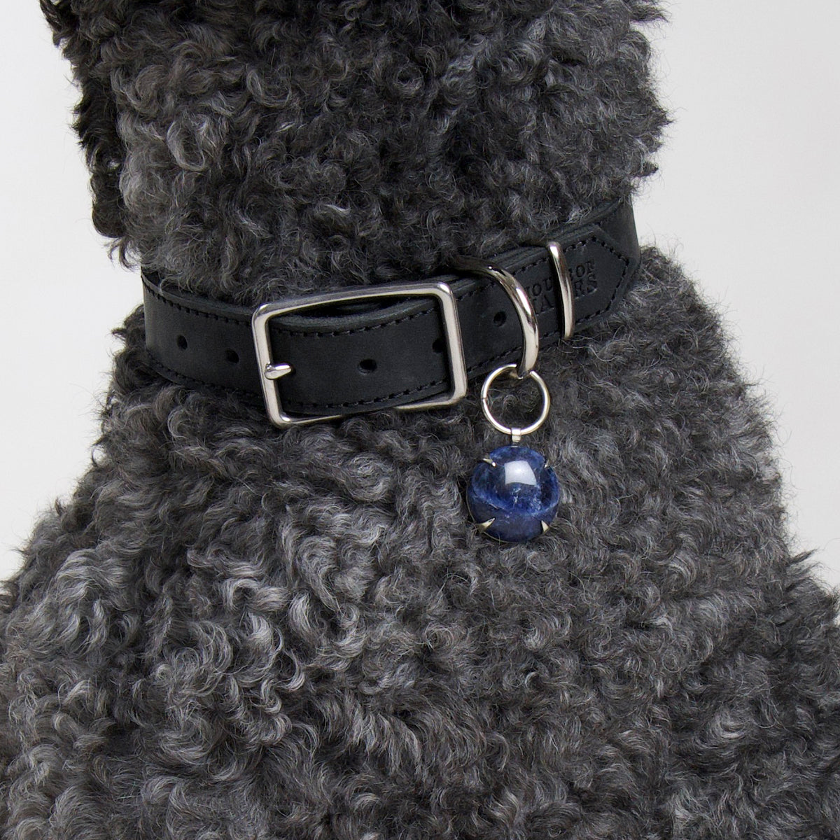 Close up of a dark grey poodle wearing Spar pendant in silver coloured metal set with blue sodalite hanging from a House of Hades black leather collar with silver coloured metal hardware with a rectangular buckle.