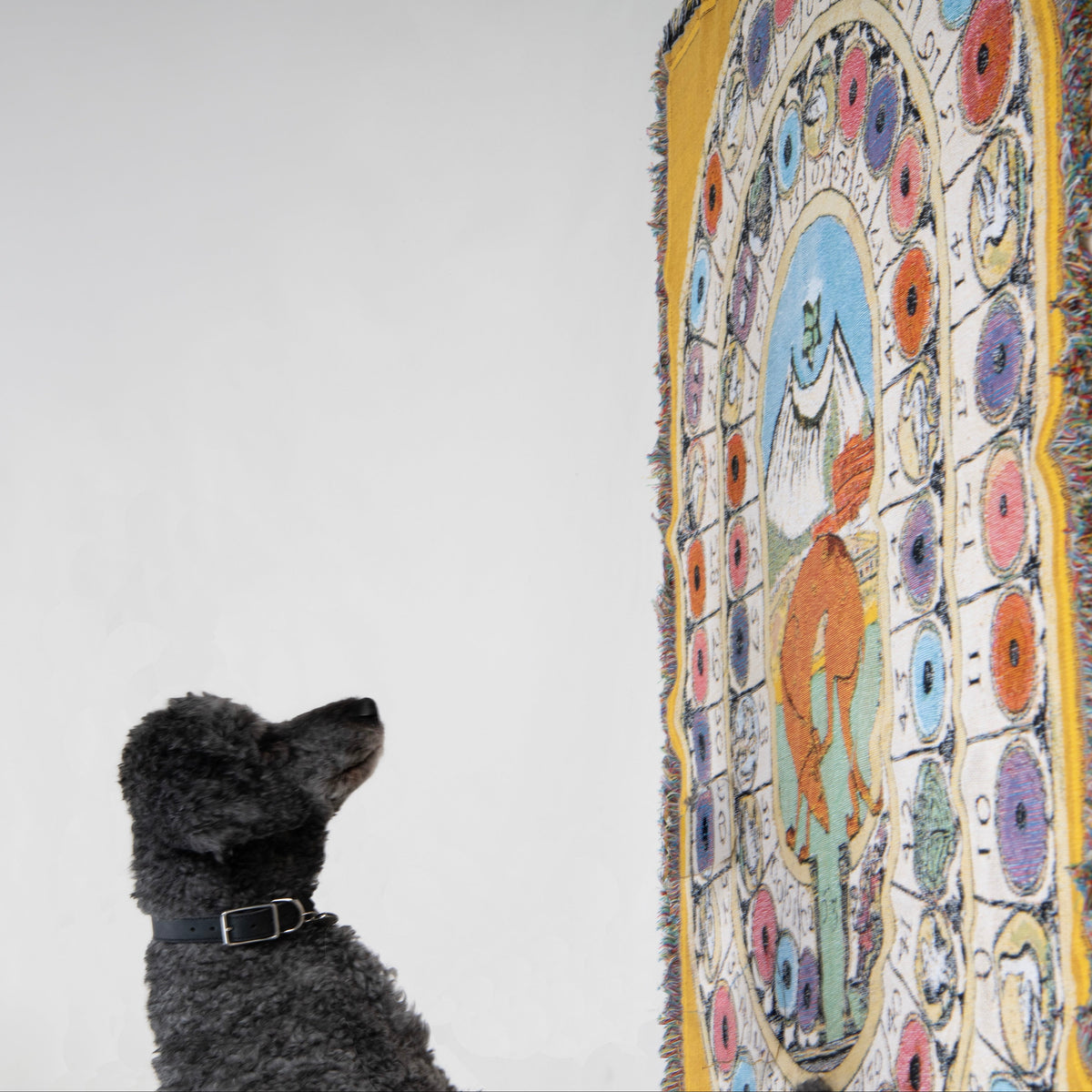 A dark charcoal-grey Poodle wearing a House of Hades black leather collar with silver-coloured hardware, sitting against a white studio background and gazing upwards at the Wayward & Wandering cotton jacquard throw hanging beside it. The golden-yellow throw features a richly detailed celestial design, with colourful circular symbols, mysterious illustrations and a central scene of a wandering figure beneath distant mountains, framed by multicoloured fringes.